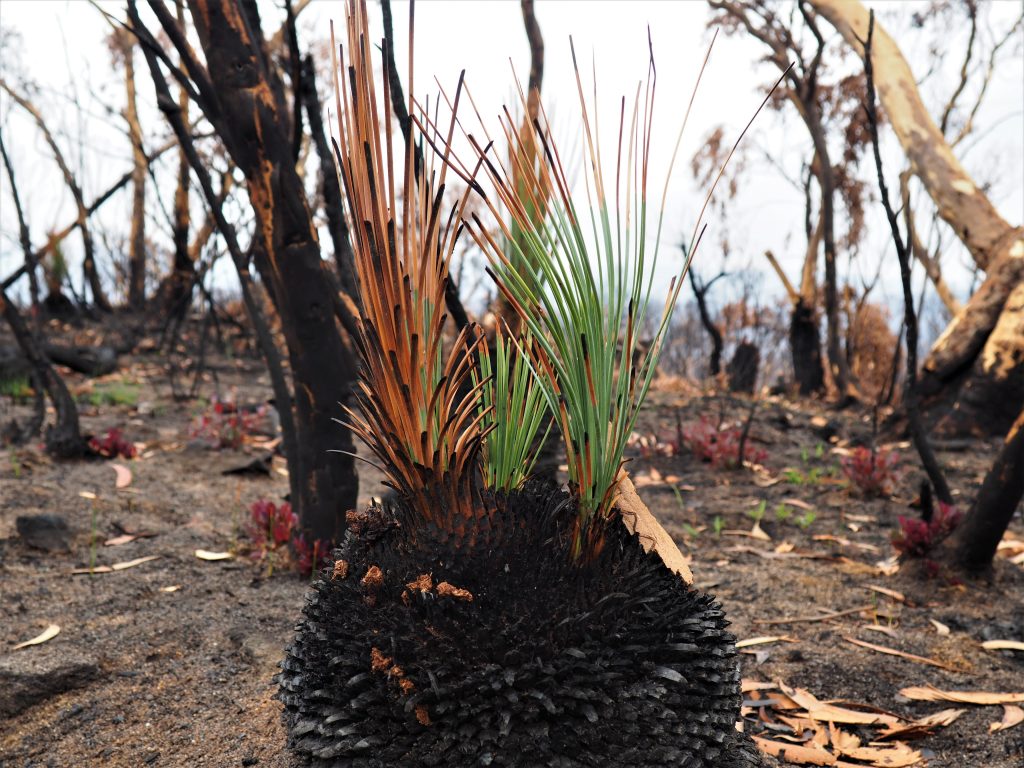 Colour image of the regrowth of a Black Boy grass plant near Mount Wilson after the Grose Valley fire