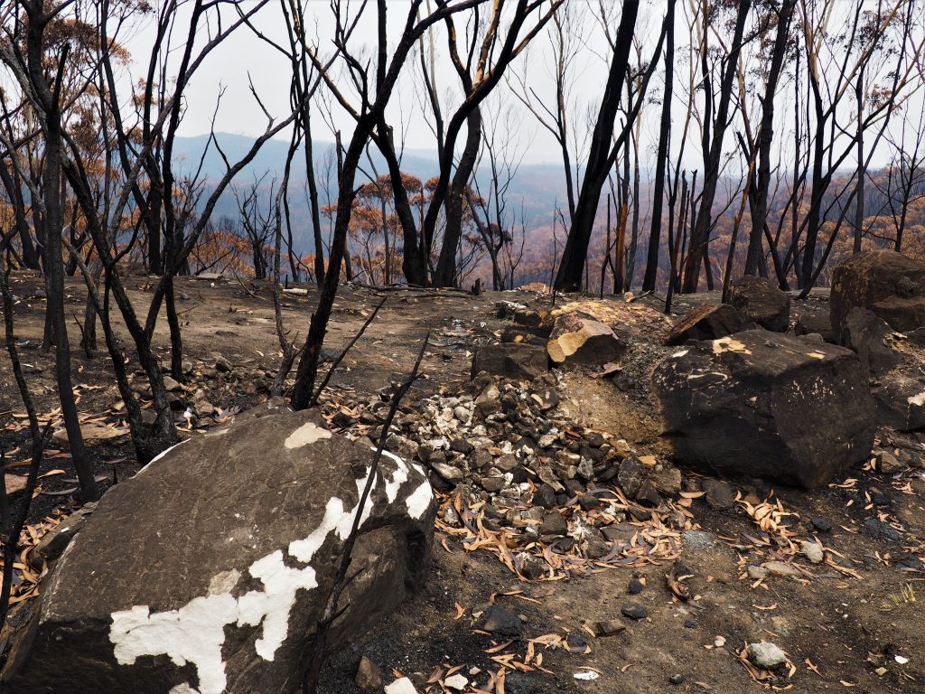 Burnt bushland beside the Bells Line of Road near Mount Wilson from the Grose Valley fire, January 11 2020