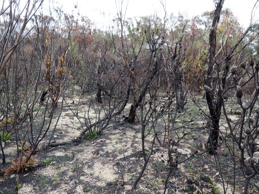 Bushland off Mount Hay Road in February 2020 after the Grose Valley Fire