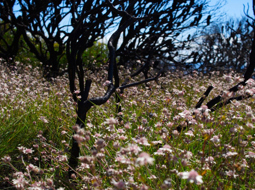 Pink Flannel Flowers blooming on Narrowneck Plateau in Katoomba against a backdrop of burnt tree skeletons