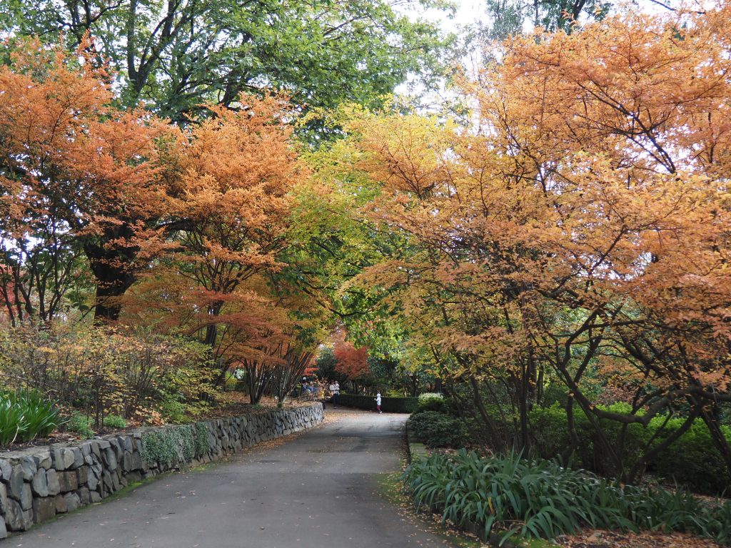 Image of the Lady Fairfax walk, a road through trees in various shades of Autumn colours, at the National Botanic Garden at Mount Tomah