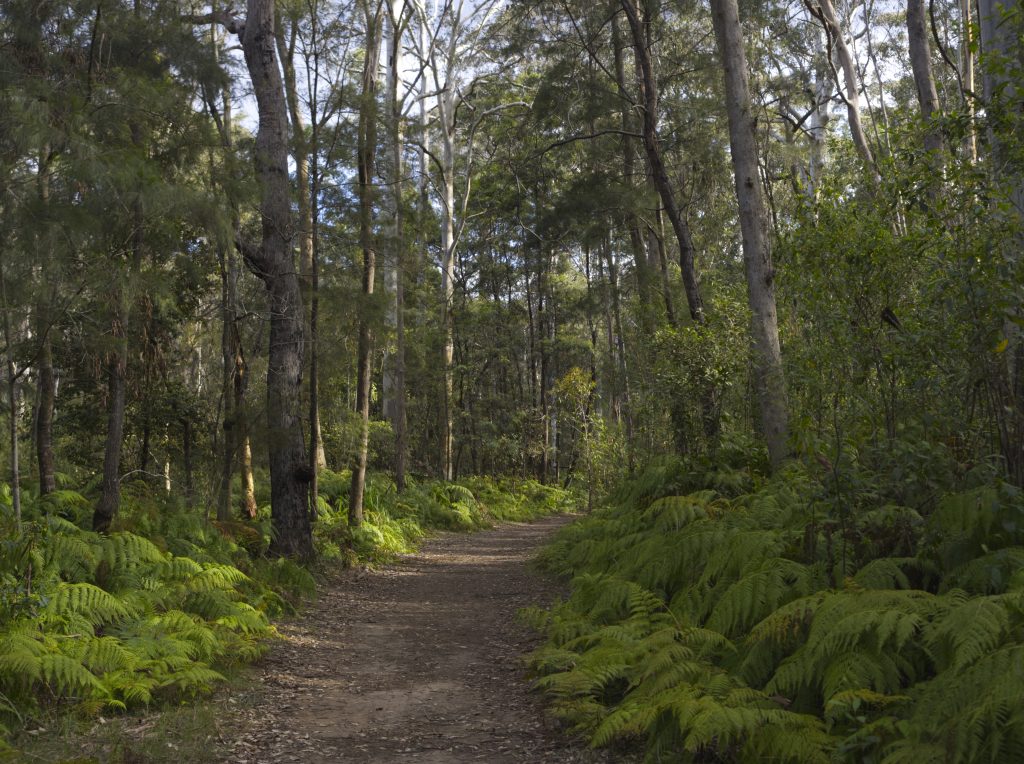 A dirt track winds through a forest of ferns and Blue Gum Eucalypt trees in the Blue Mountains