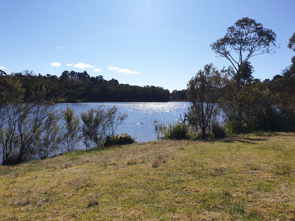 Looking out over Wentworth Falls lake from a grassy patch on one side. On the other side of the water is bushland and the sun is reflecting off the surface of the water. 