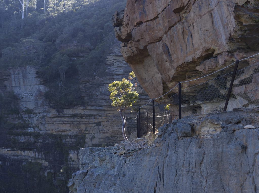 The National Pass cut into the cliff face and a lone gum tree growing on the edge of the cliff