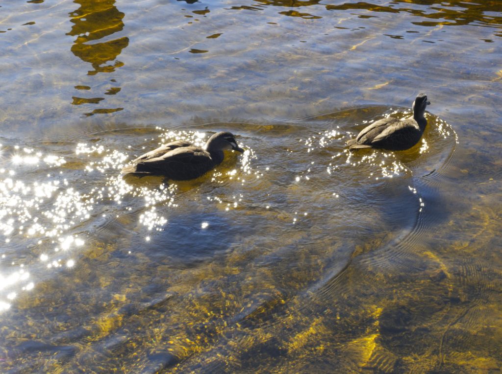 Pair of ducks on Wentworth Falls lake swimming through the sun reflected off the waters surface