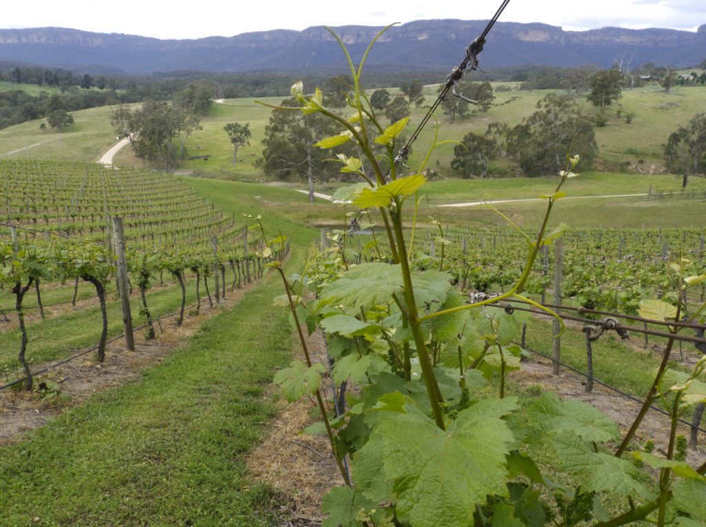 grape vines at Dryridge Estate winery in the Megalong Valley