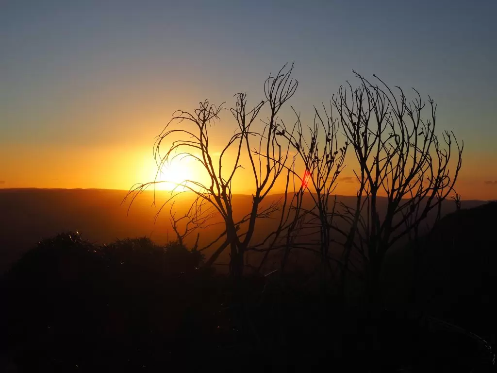 Sillhouette of a shrub against a backdrop of the sun setting at Cahills lookout in Katoomba