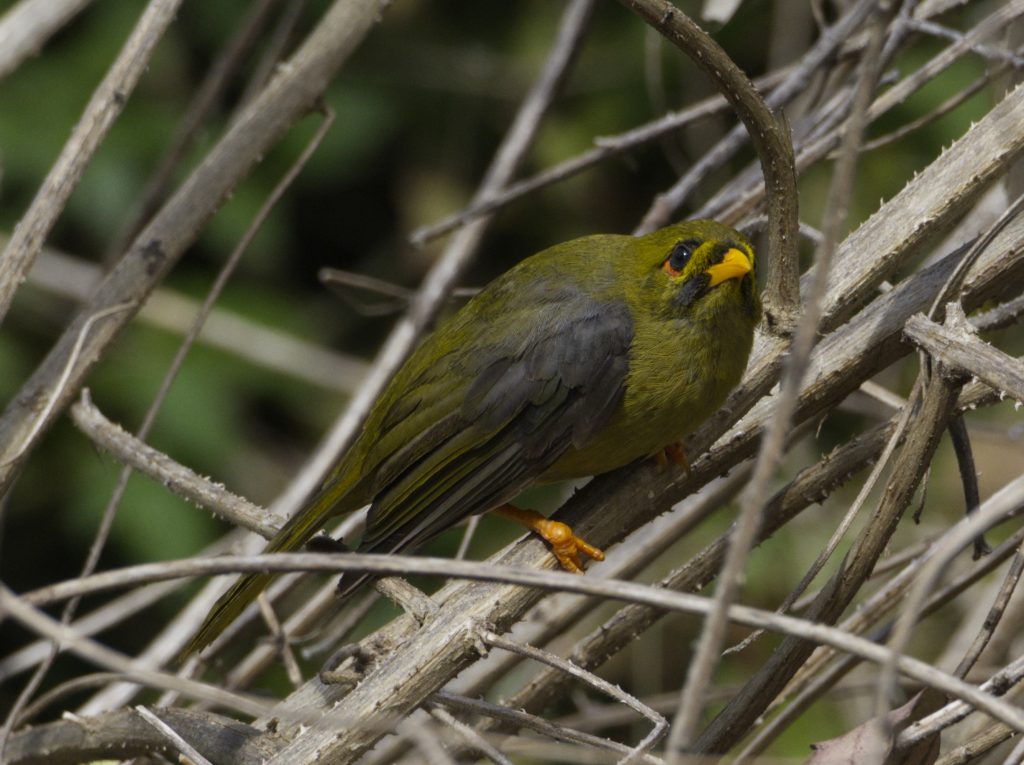 A Bell Miner pausing on a branch. It is green in colour with grey wings and yellow beak. 