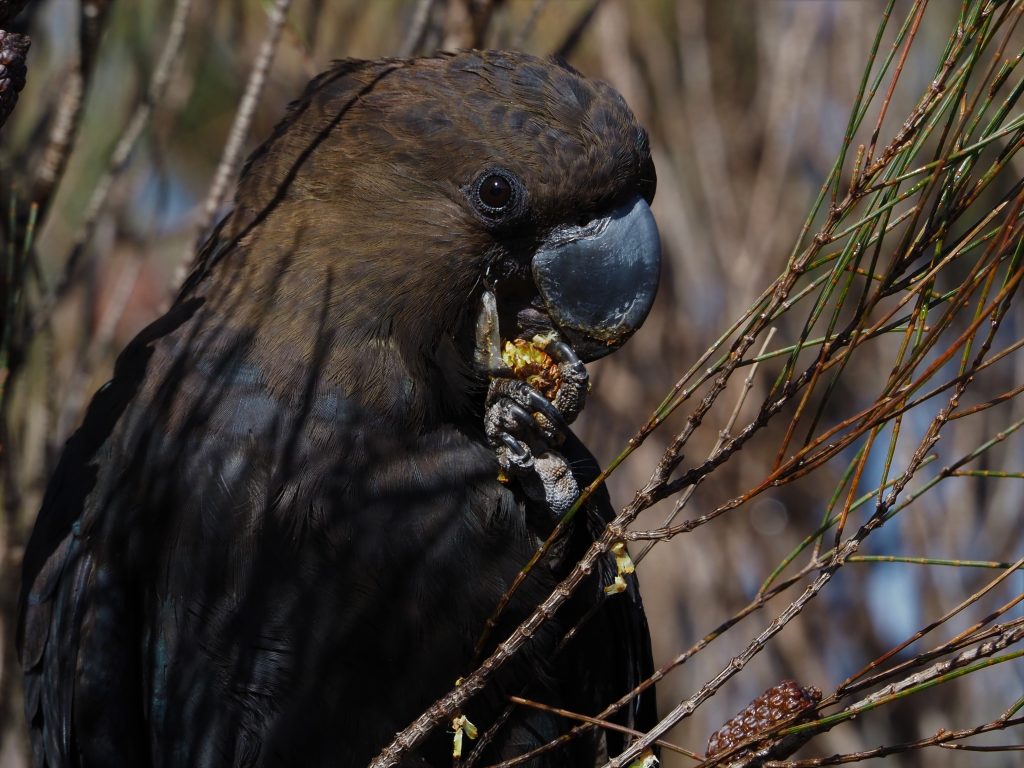A female Glossy Black Cockatoo chews on a Casuarina seedpod held in her foot