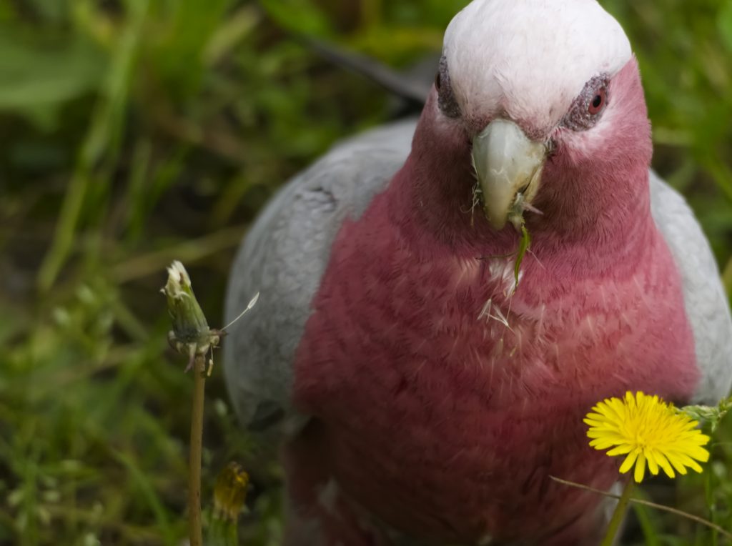 Close up photo of a female galah feasting on grass seeds and flowers. She has seeds hanging from her beak. 