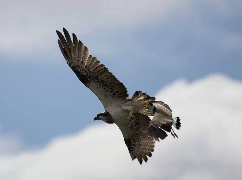 A masked Lapwing hot on the tail of an Eastern Osprey flying by