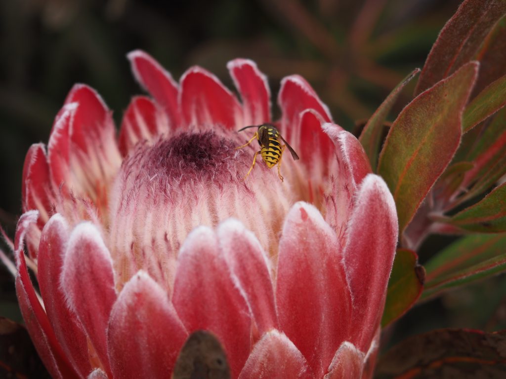 A European wasp, bright yellow and black in colour, landed on the centre of a Protea at Mount Tomah Botanic Garden