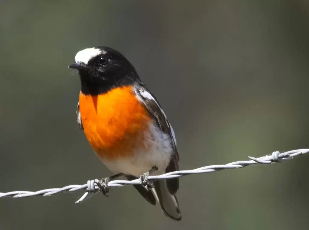 A Scarlet Robin perches on barbed wire in the Megalong Valley