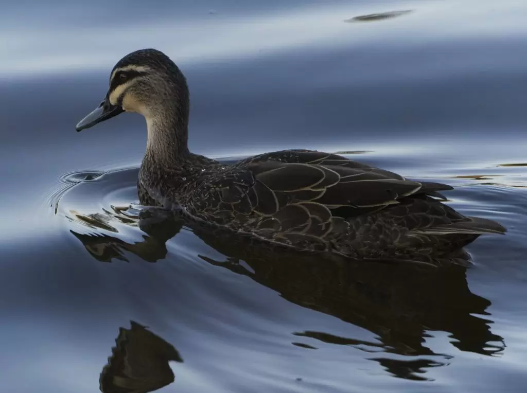 A Pacific Black Duck gliding across the surface of Wentworth Falls Lake. A single drop of water has dripped from its beak to create a small ripple, and the water looks like a deep blue satin