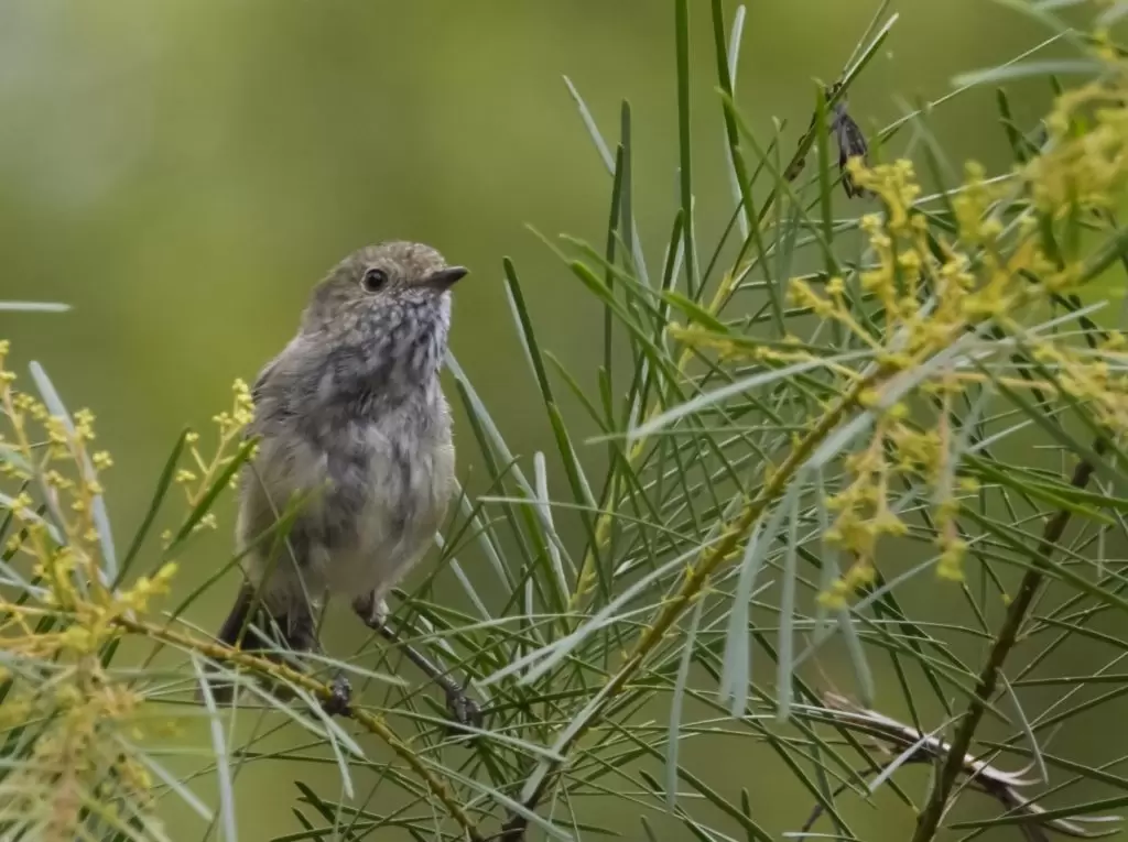 A Brown Thornbill perched in the leaves of a Wattle tree