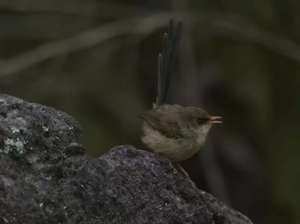 A female Variegated Fairy-wren pauses on a rock with her tail straight up in the air. Her tail has a faint blue tint. 