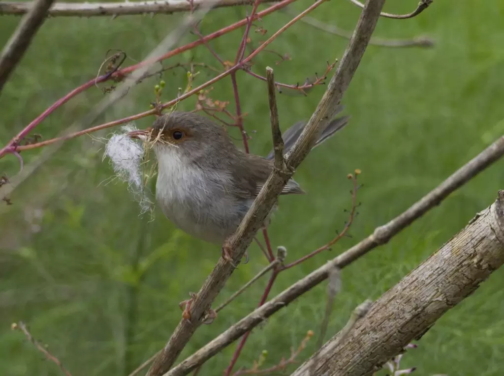 Female Superb Fairy-wren perched on a branch with nesting material in her beak