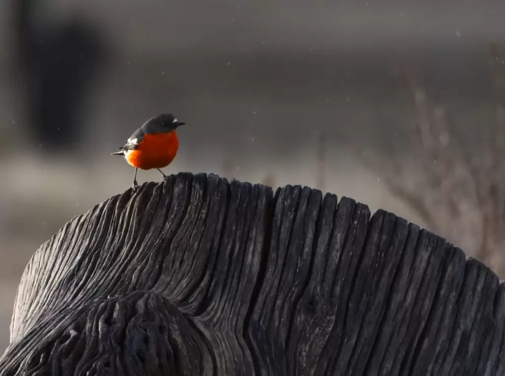 A Flame Robin perched on a tree stump in misting rain