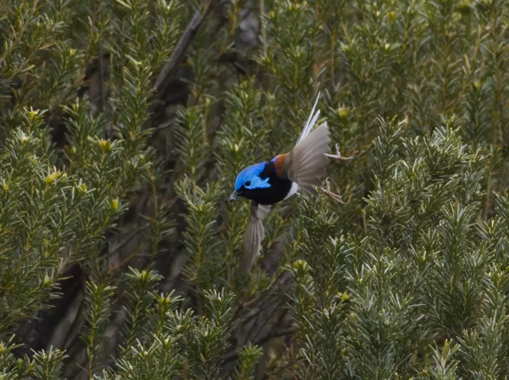 A male Variegated Fairy-wren in flight catching a bug for lunch