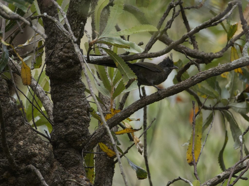 An Eastern Whipbird pauses for a moment in the branches of a tree. It is a medium sized black bird with a small upright crest on its head