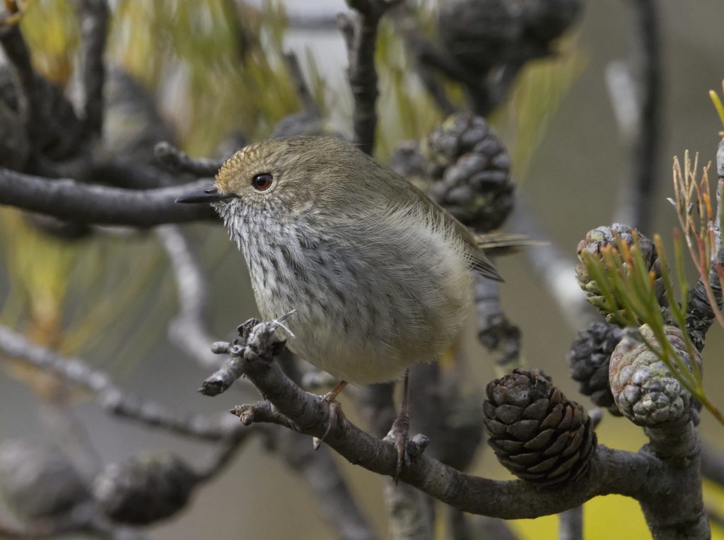 Brown Thornbill perched on a she-oak branch in Wentworth Falls