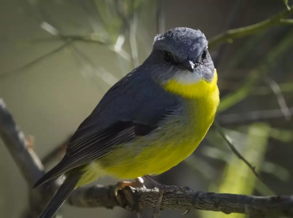Close up image of an Eastern Yellow Robin perched on a branch with head turned looking towards the camera