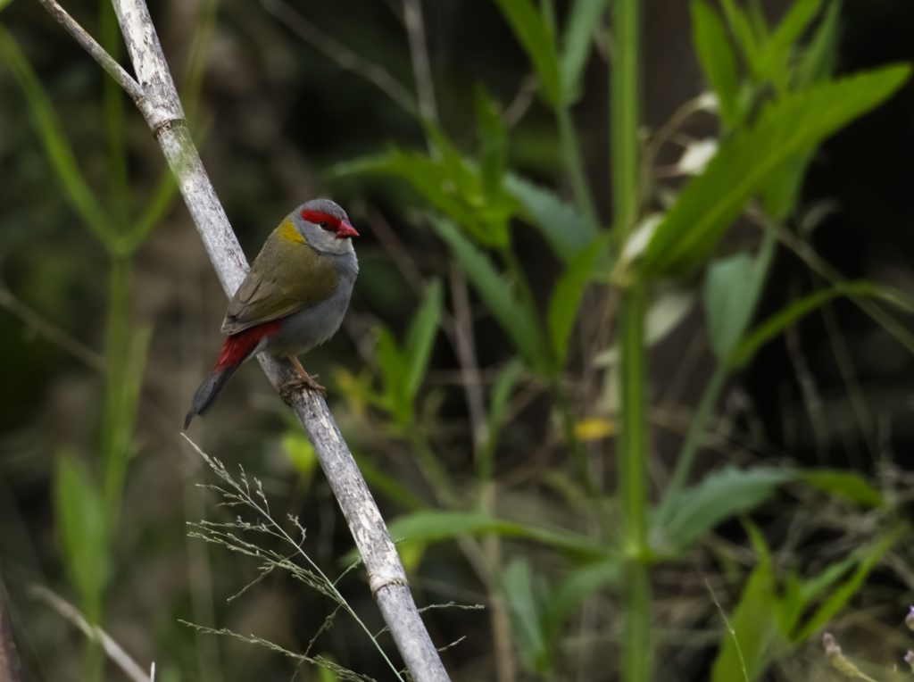 A Red-Browed Finch perched on a bamboo stalk. A glimpse of red at the top of the tail is visible and the red beak and red stripe across the eyes are prominant