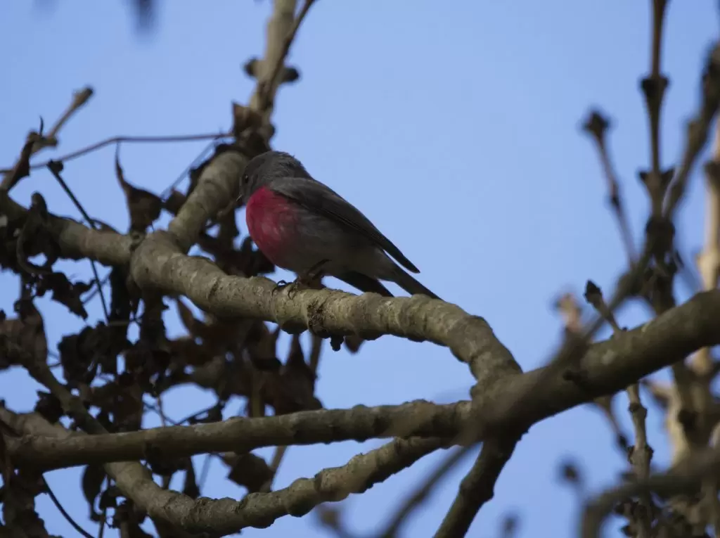 A male Rose Robin perched on a tree branch, his pink chest is prominant