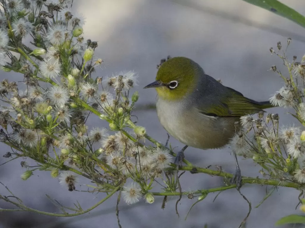 A Silvereye perched on a branch of blossoms