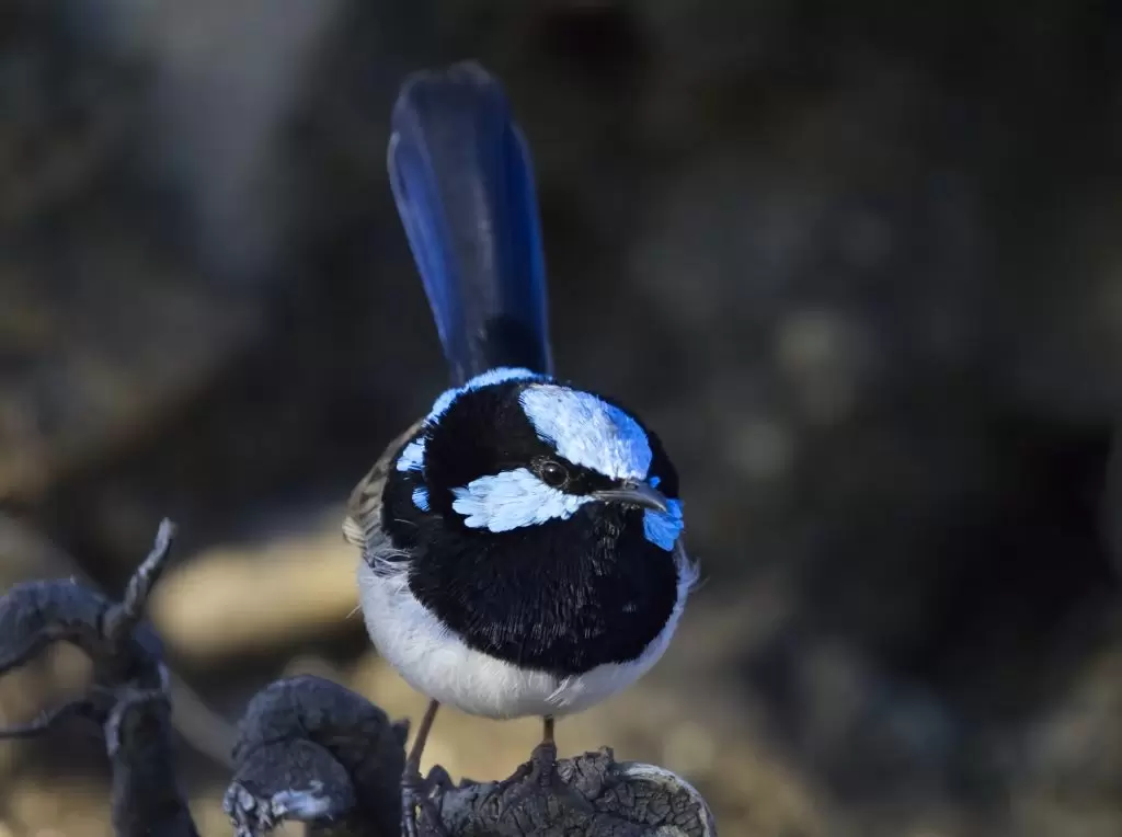 A closeup image of an adult male Superb Fairywren with blue feathers in clear display