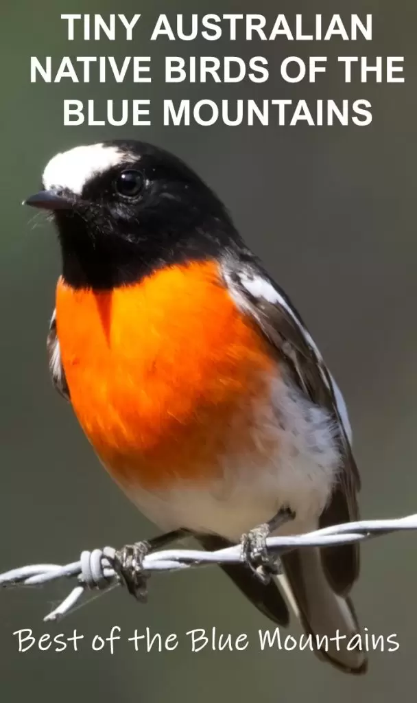 Pinterest image of Scarlet Robin for Tiny Australian Birds of the Blue Mountains and where to find them