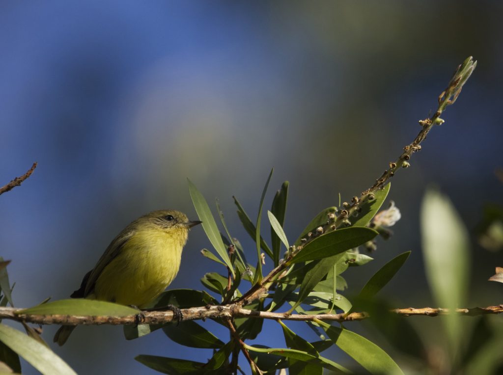 A Yellow Thornbill perches on the branch of a Callistemon, its head is looking to the right and yellow breast is on display.