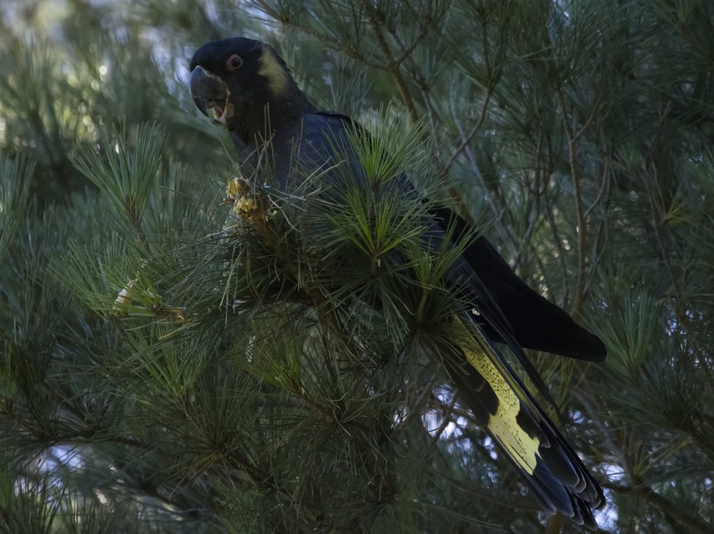 An adult male Yellow-tailed Black Cockatoo eating a pine cone at Centennial Glen