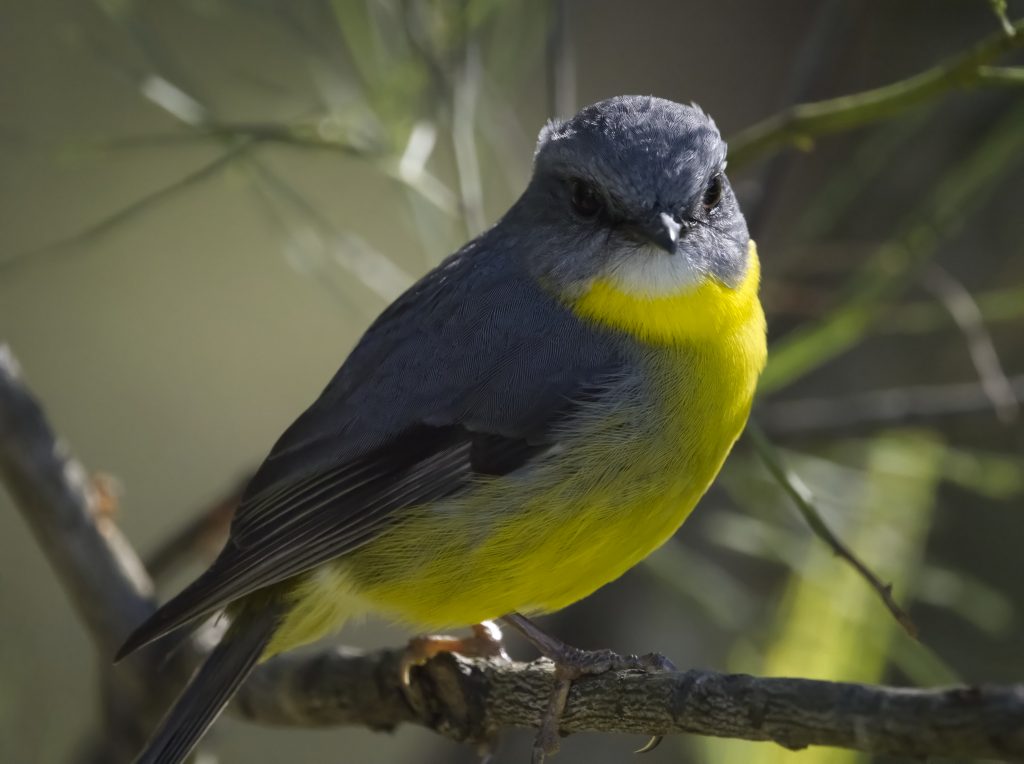 a closeup of an Eastern Yellow Robin perched on a branch. The sunlight is on the yellow breast