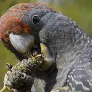 Close up shot of a juvenile male Gang Gang Cockatoo biting into a seed.