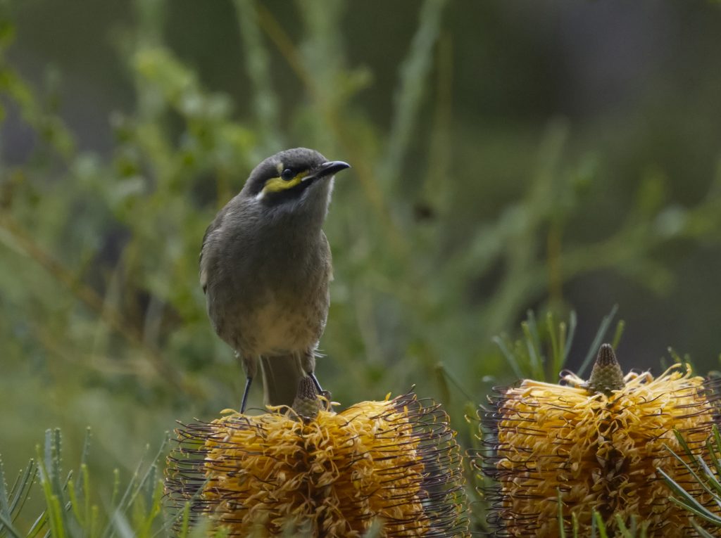 A Yellow-faced Honeyeater perched on top of a Banksia flower in West Glenbrook Reserve