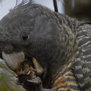 Image is a side on view of an adult female Gang gang Cockatoo holding a conestick in her claw while she eats.