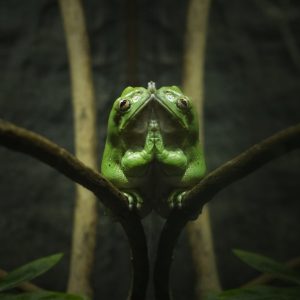 Image of a Green Tree Frog pressed against the glass of its enclosure creating a mirror image.