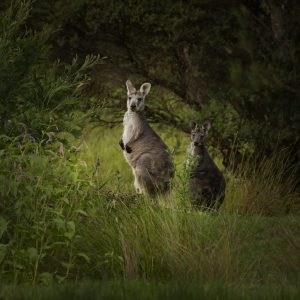 Image of an adult macropod with its juvenile, standing in a field. They are both looking towards the camera.