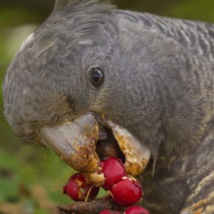 A young female Gang-gang Cockatoo enjoys Hawthorn berries while looking at the camera