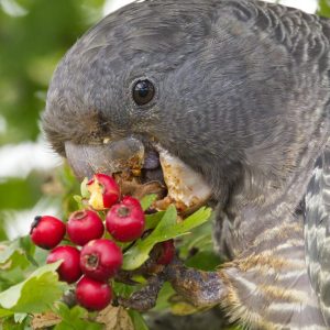 Close-up image of young female Gang-gang Cockatoo eating Hawthorn berries