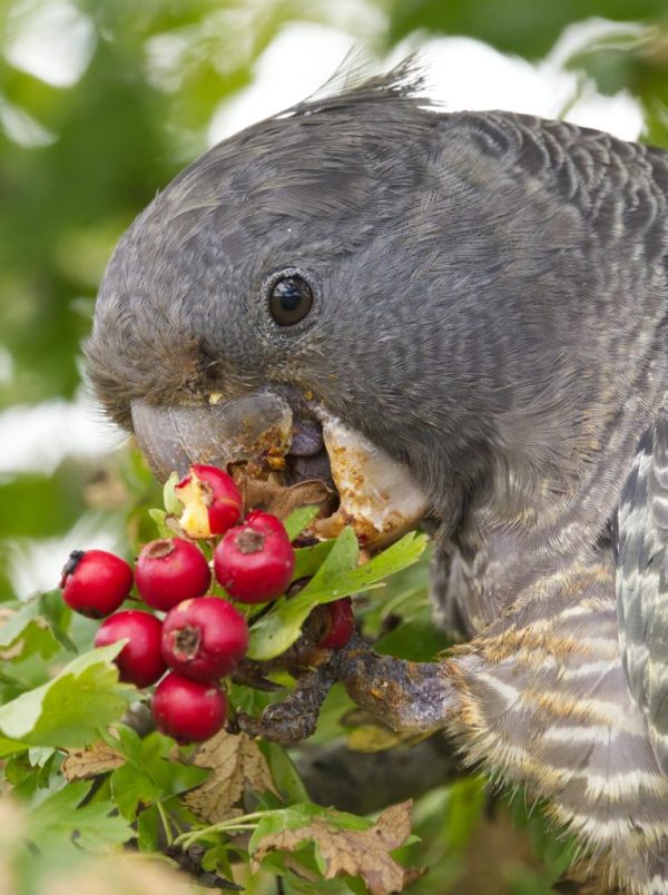Close-up image of young female Gang-gang Cockatoo eating Hawthorn berries