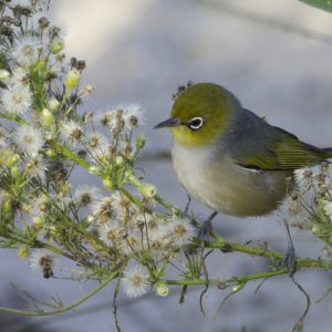 Image of a Silvereye perched on a branch amongst blossoms